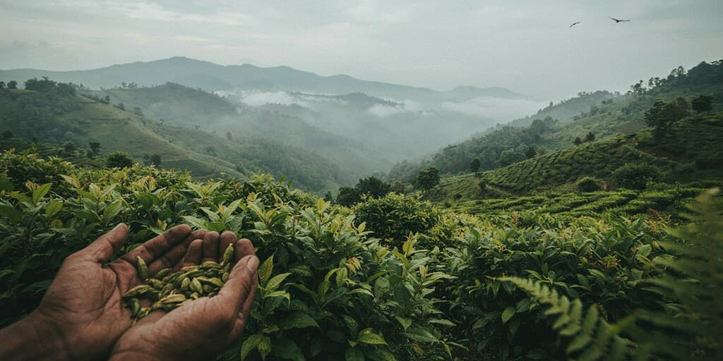 Cardamom hills of Pampadumpara, Idukki
